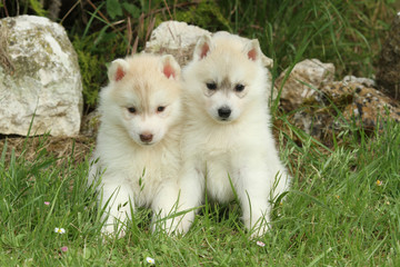 deux chiots siberian husky assis ensemble