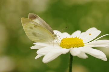 Obraz premium モンシロチョウとマーガレット