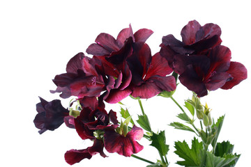 Black geranium