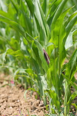 foglie di granoturco