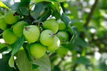 green apple fruits on the branch