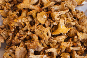 funghi