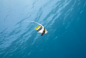 One tropical Bannerfish, blue background.