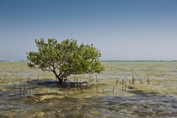 Fototapeta na wymiar Young mangrove tree, growing in shallow water.