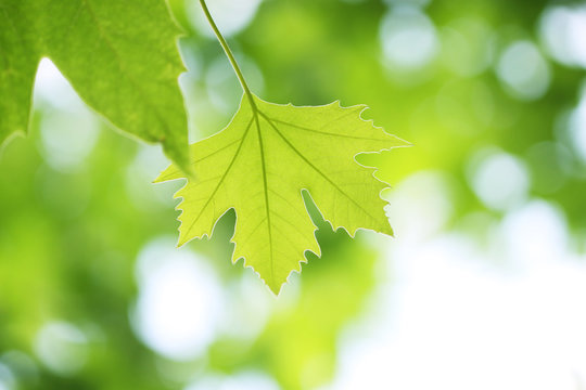 branch of maple tree with lush green foliage