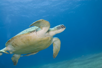 Adult female green turtle, swimming.