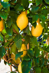 limoni