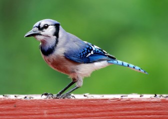Blue Jay