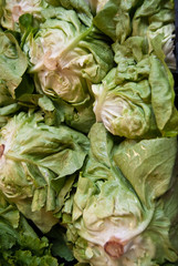 Fototapeta premium insalata