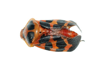 Fototapeta premium tiny insect red cicada
