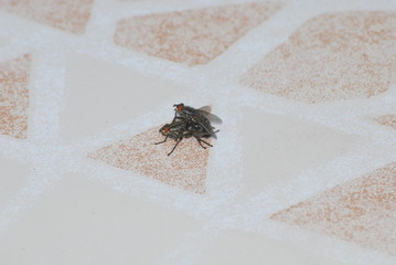 mouche