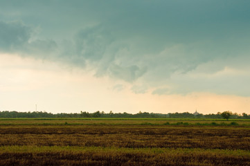 Obraz premium Burnt rice field