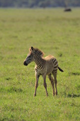 Obraz na płótnie Canvas Plains zebra (Equus quagga) at Masai Mara, Kenya