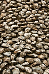 Old giant oyster texture