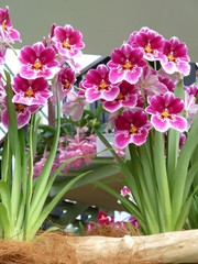 orchidées