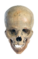 Obraz premium Skull.