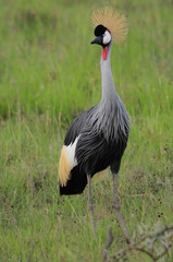 African Grey Crowned Crane at Nakuru Lake, Kenya