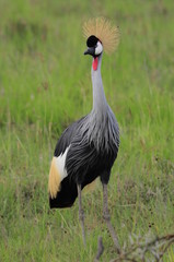 African Grey Crowned Crane at Nakuru Lake, Kenya
