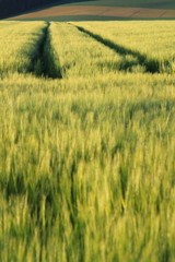 Spuren im Gerstenfeld