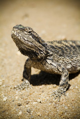 Australian Lizard Basks In Desert