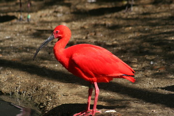 Ibis rouge