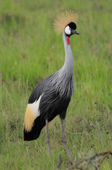 Fototapeta premium African Grey Crowned Crane at Nakuru Lake, Kenya