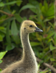 Fototapeta premium Gosling