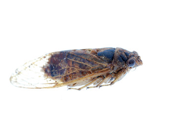 insect cicada macro isolated