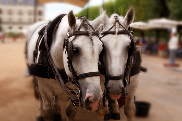 Obraz premium cavalli