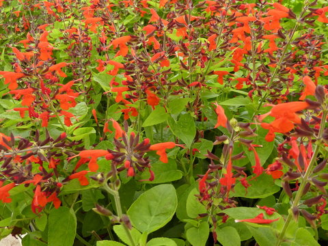sauge fleur