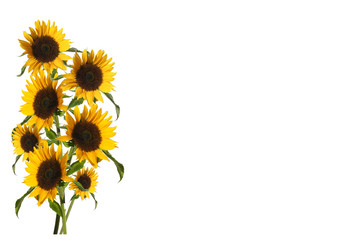 sunflowers on white background