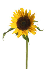 sunflower on white background