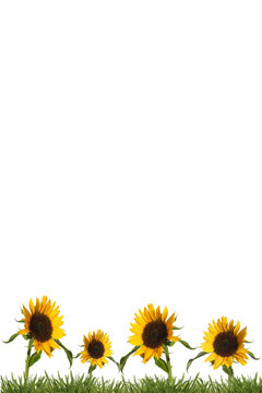 background of sunflowers