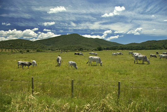 Toscana, mucche Maremmane al pascolo