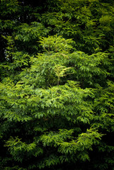 Green Tree Foliage Detail