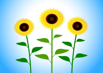 Three sunflowers