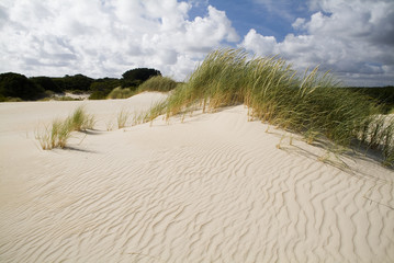 Large Coastal Sand Dunes