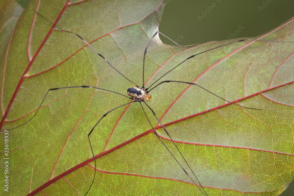 Canvas Prints daddy long legs on leaf