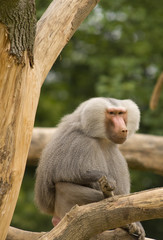 portrait of a baboon sitting on a branch