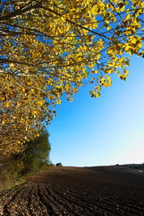 Autumn poplar tree