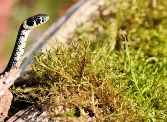 Fototapeta premium Ringelnatter