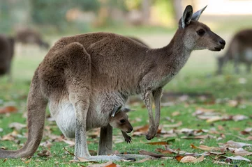 Deurstickers Kangoeroe kangoeroe