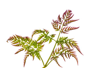 Naklejka premium green and red isolated plan