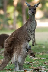 Cercles muraux Kangourou kangourou