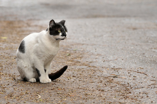 Street Cat