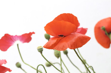 Obraz premium coquelicots