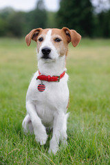 Parson Jack Russell Terrier lifting his paw