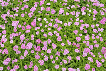 Dianthus Telstar saumon