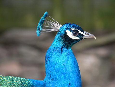 peacock profile view