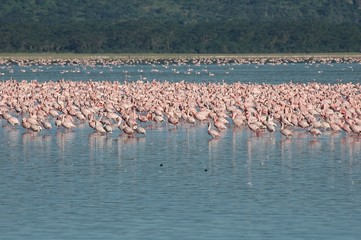 Flamingo Flamingos